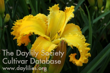 Daylily Octopus Look